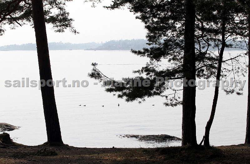 Beech_forrest4.jpg
