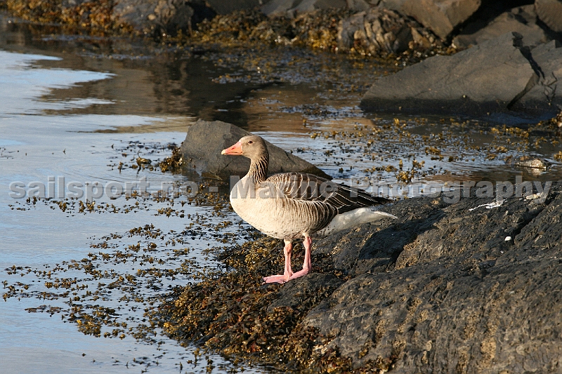 Goose-Steilene_1.jpg