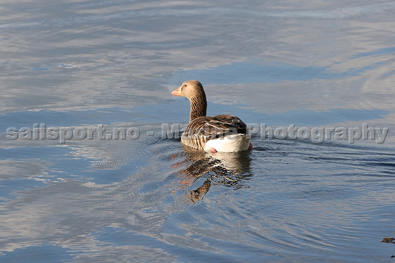Goose-Steilene_2.jpg