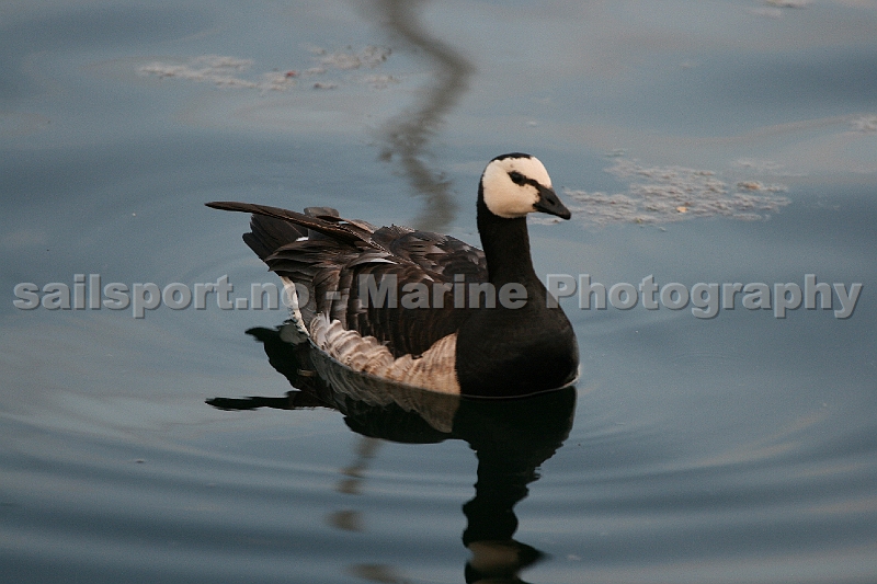 Goose.jpg