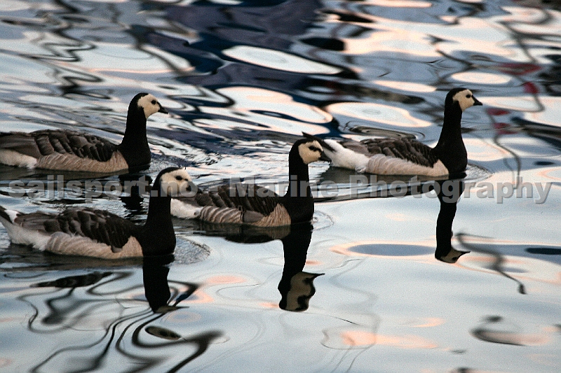 Goose_2.jpg