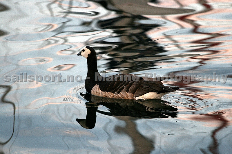 Goose_3.jpg