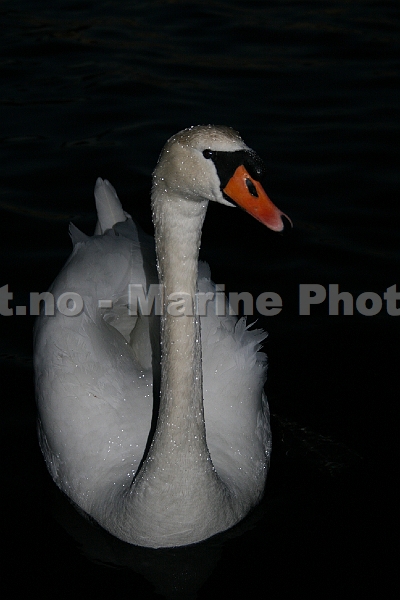 Swan_2.jpg