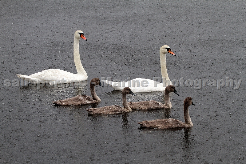 Swan_family_1.jpg