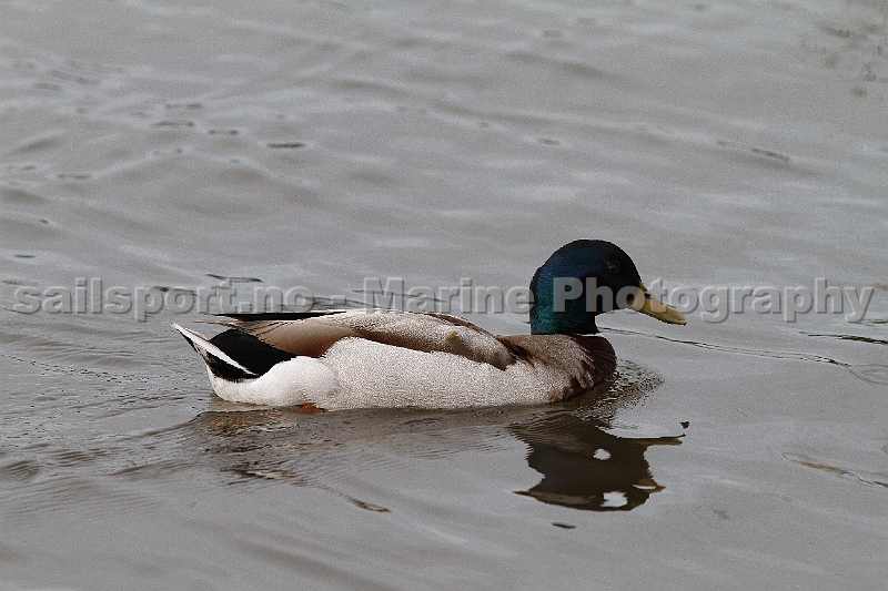 duck_1.JPG