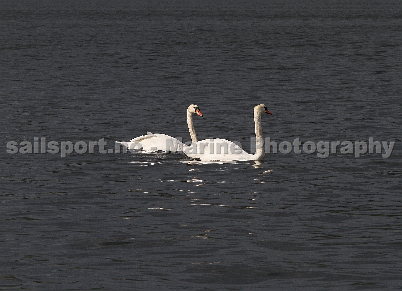 swan_3.jpg