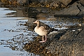 Goose-Steilene_1