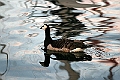 Goose_3