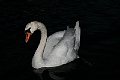 Swan_1