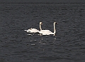 swan_3