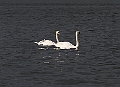 swan_3