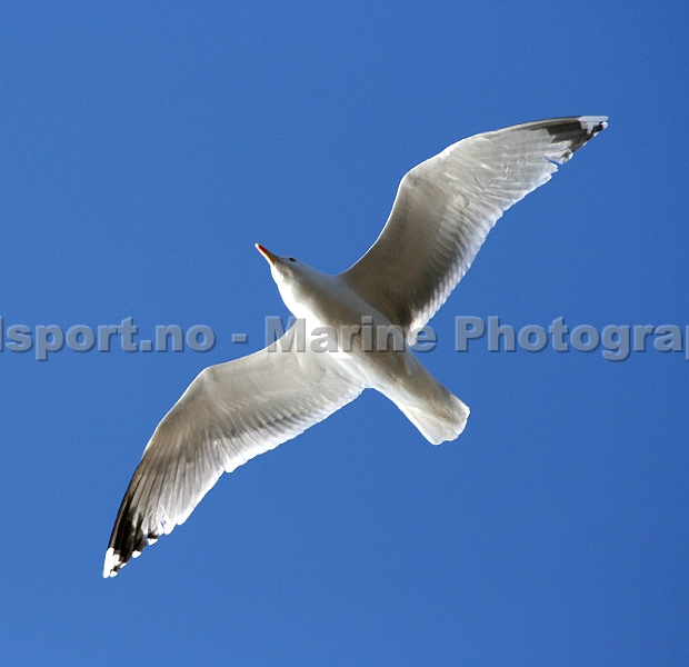 Seagull1.jpg