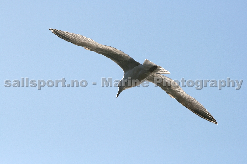 Seagull11.jpg