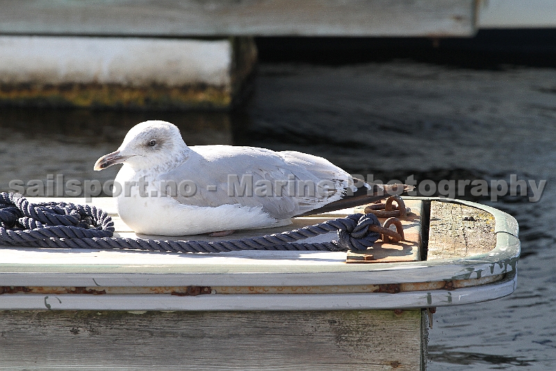 Seagull15.jpg