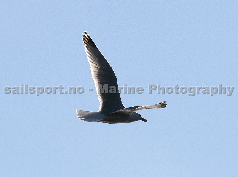 Seagull3.jpg