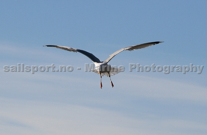 Seagull4.jpg