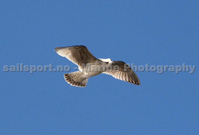 Seagull6.jpg