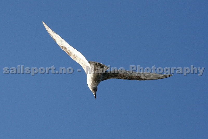 Seagull7.jpg