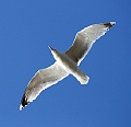 Seagull1