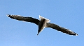 Seagull2