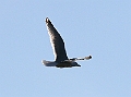 Seagull3