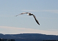 Seagull5