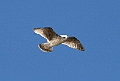 Seagull6