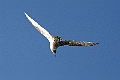 Seagull7