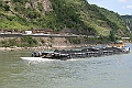 rhein_RosaRenate